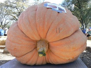 bigarsepumpkin