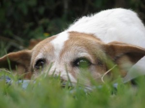 dog-in-grass-BIG