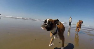 two-legged-dog-first-time-at-beach-video