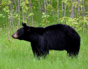 black bear