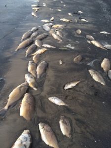 Dead fish wash up on Rondeau Shore of Lake Erie. CKXS file photo.