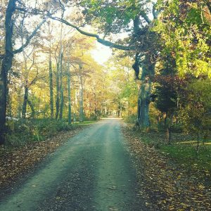 fall-in-rondeau