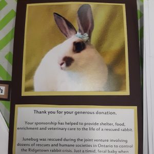 Junebug the bunny was rescued from Ridgetown.