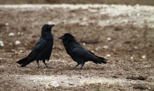 crows