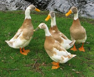 road-runner-ducks