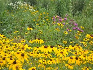 native-plants