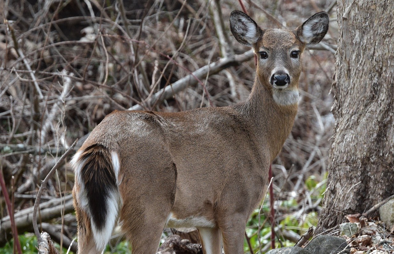 Planned Deer Cull To Close Point Pelee National Park - 99.1 FM CKXS ...